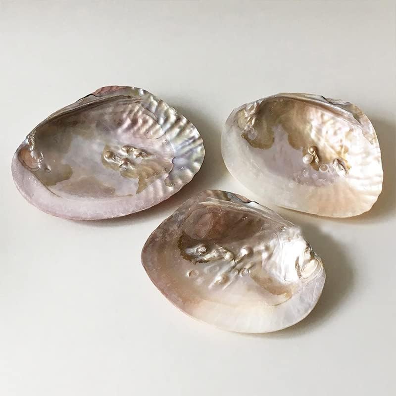 Natural Shell Jewelry Dish Tray Decorative Trinket Dish Stand Ring Jewelry Dish Photography Prop Displays for Earring Ring Organizer Holder Décor